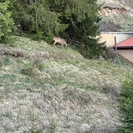 Alpine Relax Free & Pool Apartament *