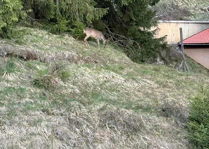 Alpine Relax Free & Pool Appartement *